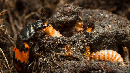A beetle parent lovingly caring a grub.